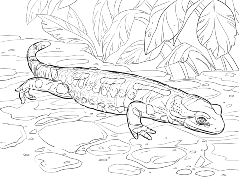 Fire Salamander Coloring Page